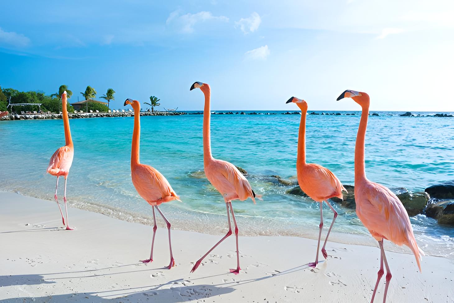 POPULAR PLACES IN ARUBA