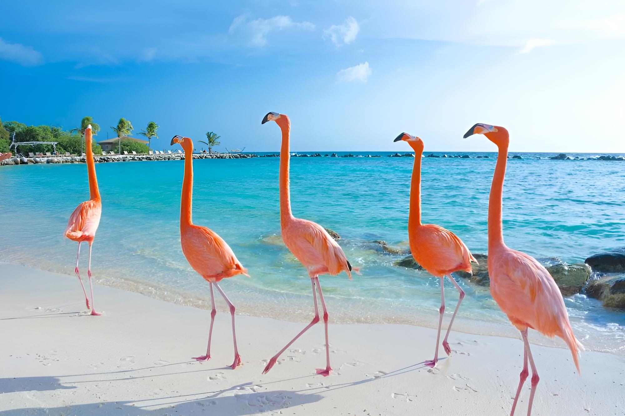 Go-Local-Aruba-POPULAR-PLACES